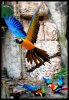 border Blue Gold Macaw in Flight.jpg