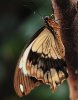 Butterfly Brown on Tree 2.jpg