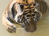 Tiger Water Nose.jpg