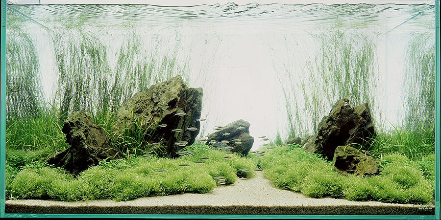 Nature Aquarium Style Aquascapes  AquaScaping World Forum
