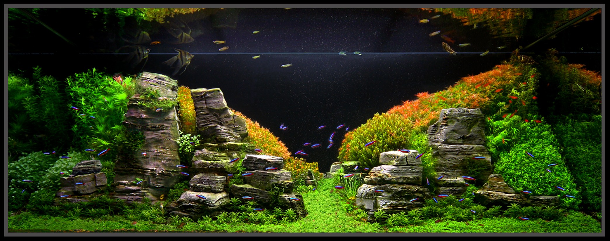 January 2011 Aquascape of the Month: Peruvian Nights  AquaScaping World Forum