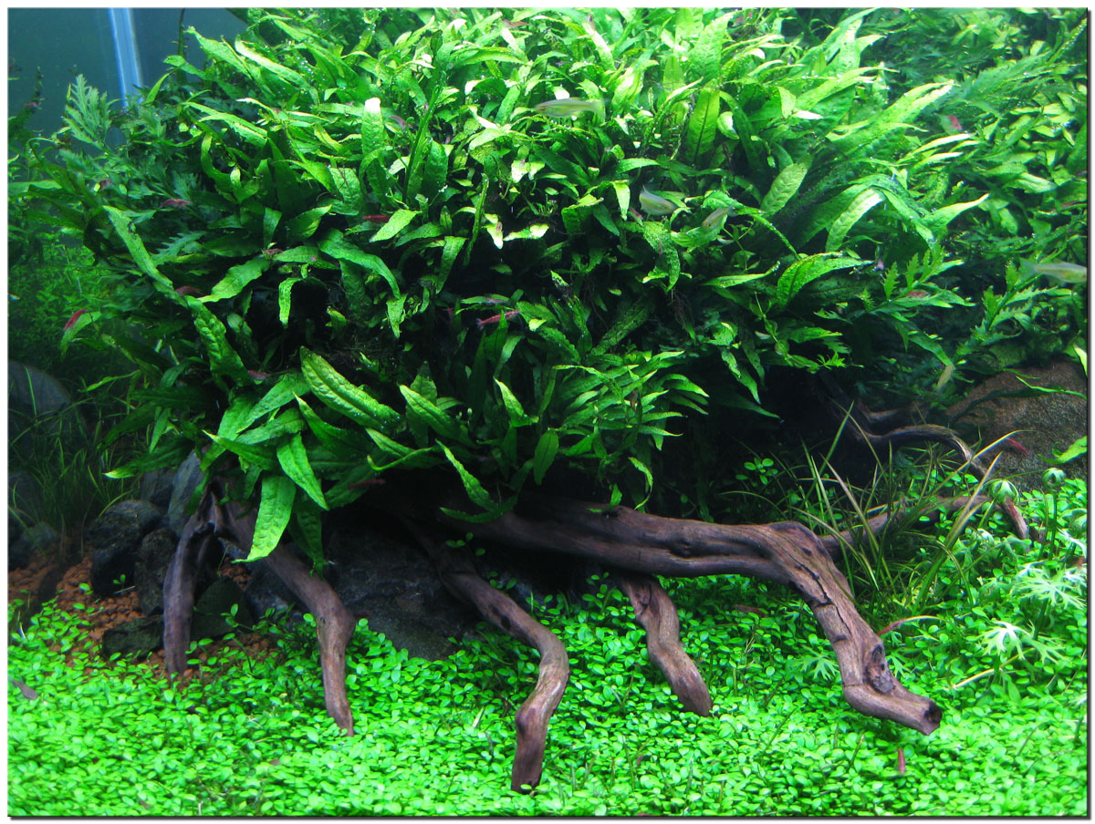  Aquascape Termahal Jenis Tanaman Aquascape Low Light Hobi Mahal 