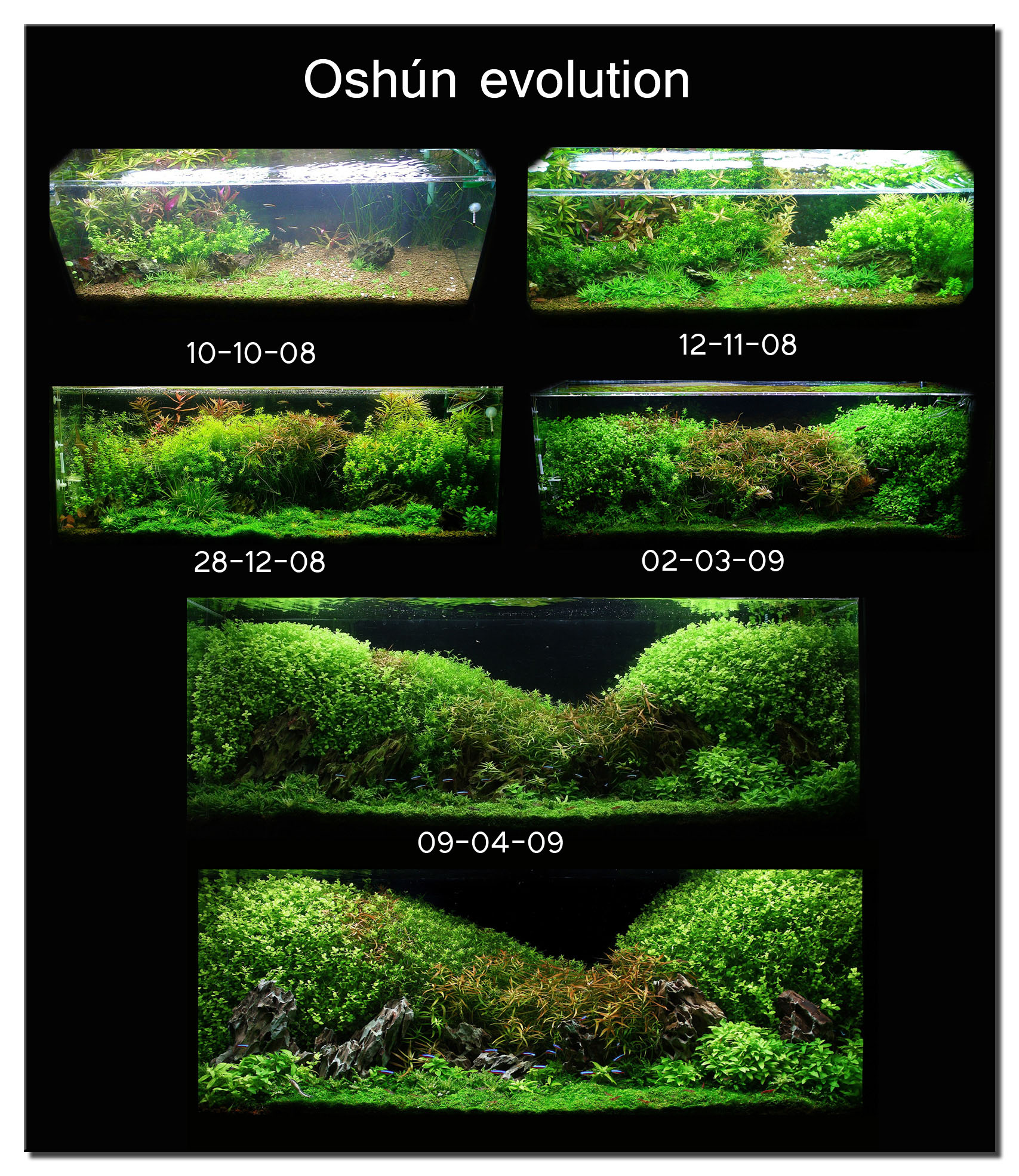 Aquascaping Supplies