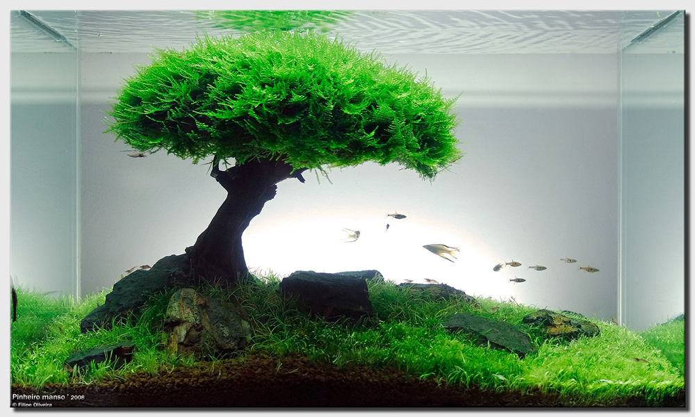 Fish Tank Trees