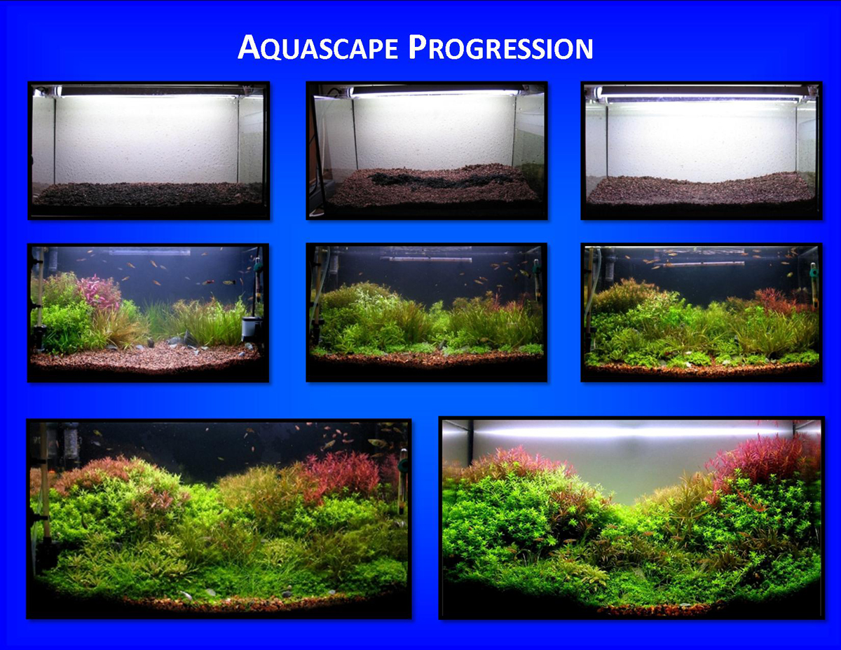 Aquascape of the Month March 2009: \u0026quot;Patchwork\u0026quot;  AquaScaping World Forum