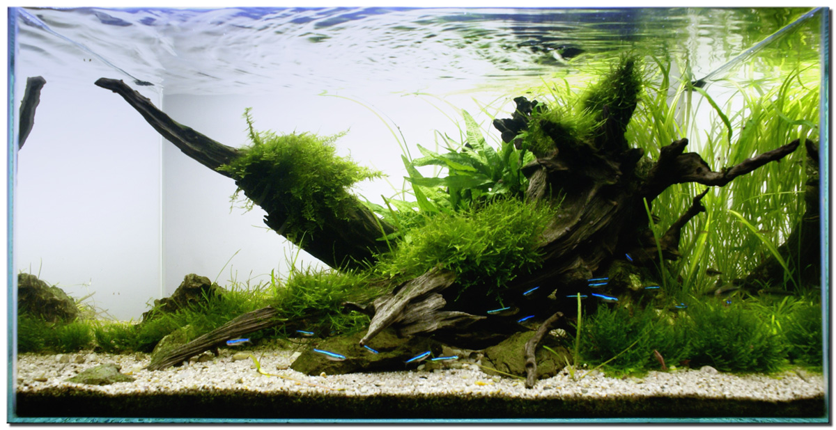 1_Riverbank_planted_aquarium_large.jpg