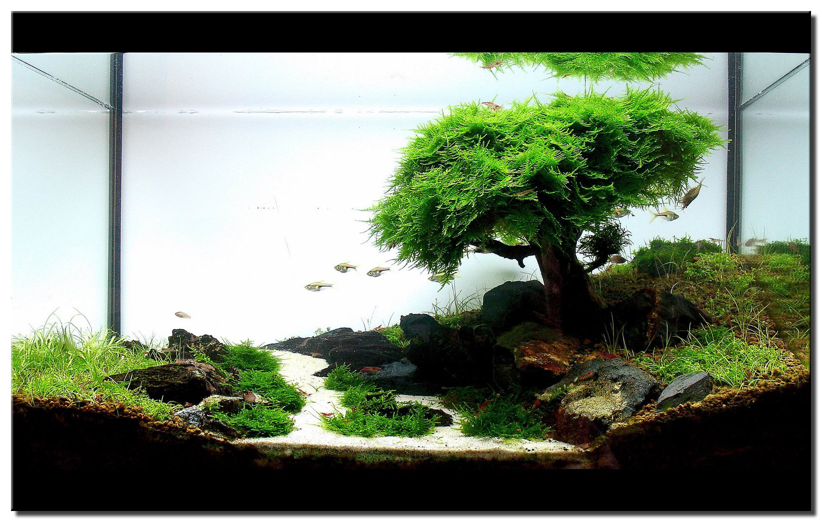 Aquascape on Pinterest  Aquascaping, Aquarium and Underwater