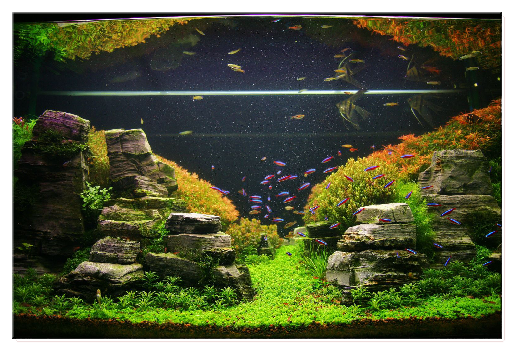 January 2011 Aquascape of the Month: Peruvian Nights  AquaScaping World Forum