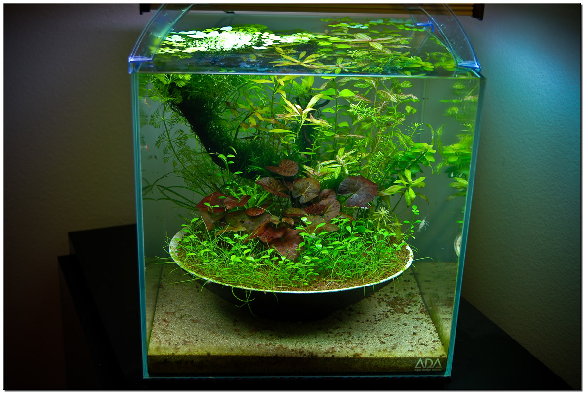 October 2010 Aquascape of the Month: \u0026quot;Ikebana\u0026quot;  AquaScaping World Forum