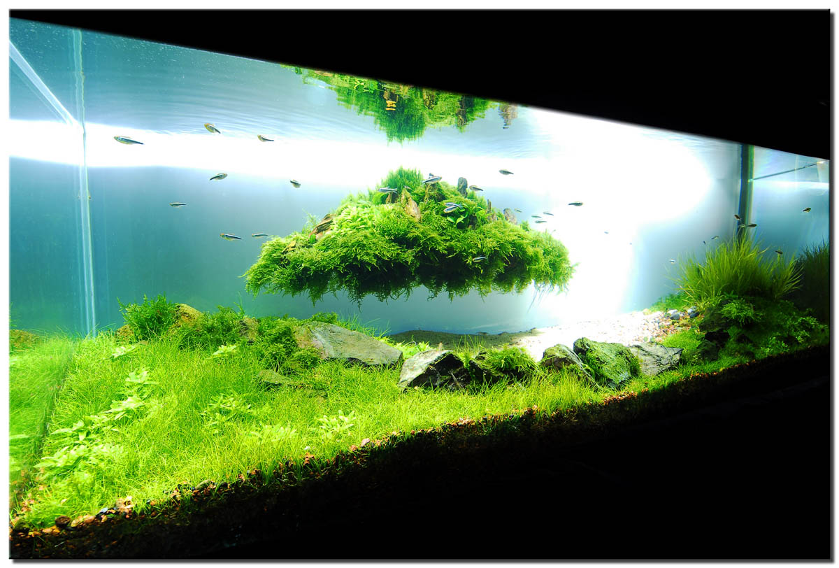 1000  images about Aquarium ideas on Pinterest  Aquascaping, Aquarium and Aga