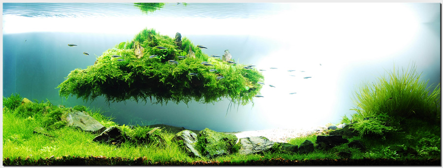 1_plantedtank_islandscape.jpg