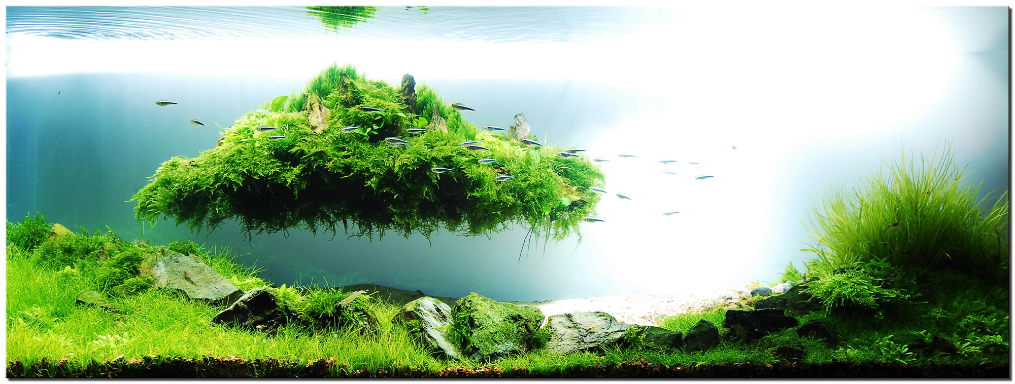 Aquascape of the Month August 2010: \u0026quot;Beyond the Nature\u0026quot;  AquaScaping World Forum