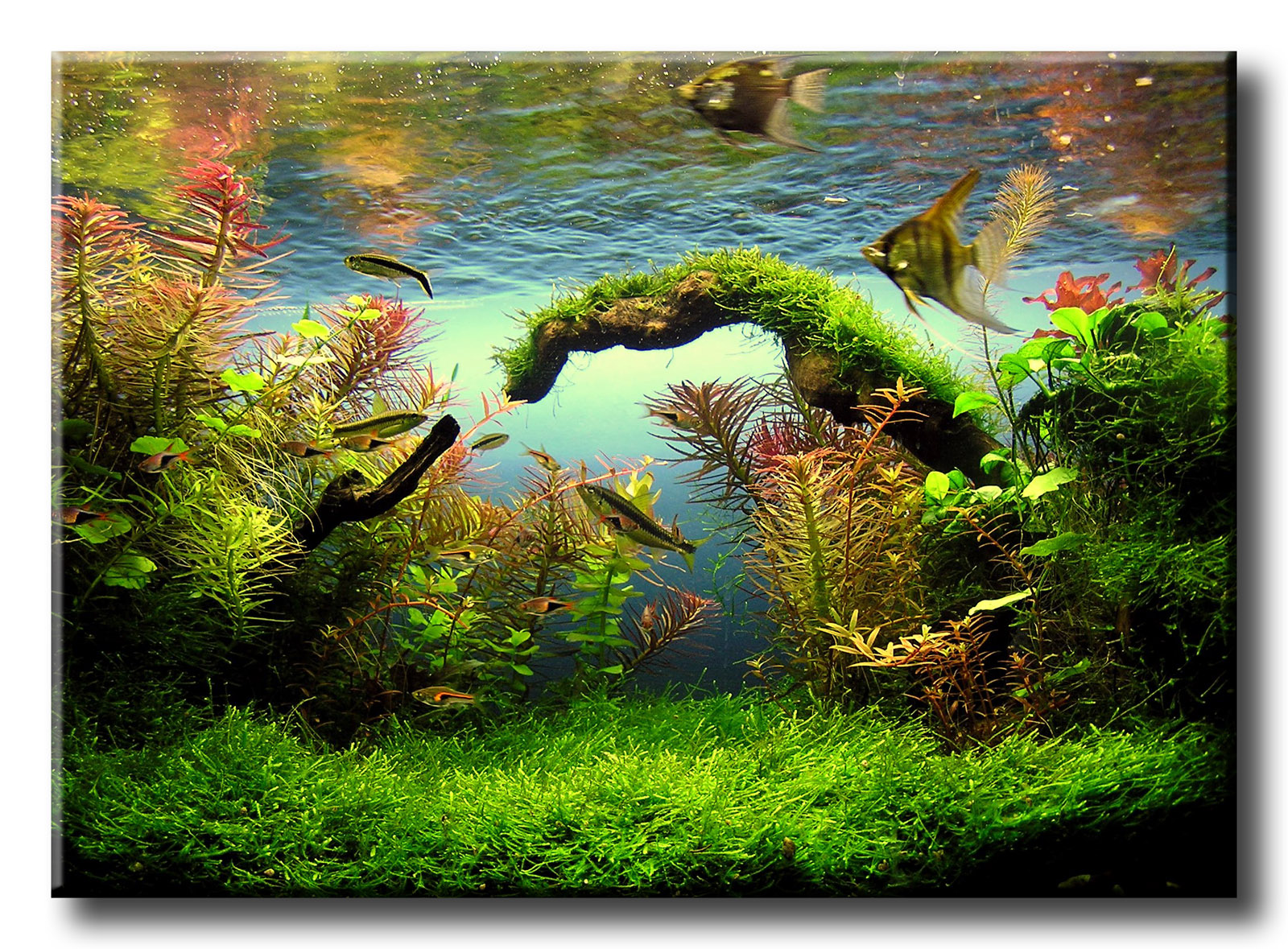 1_plantedtanklarge.jpg