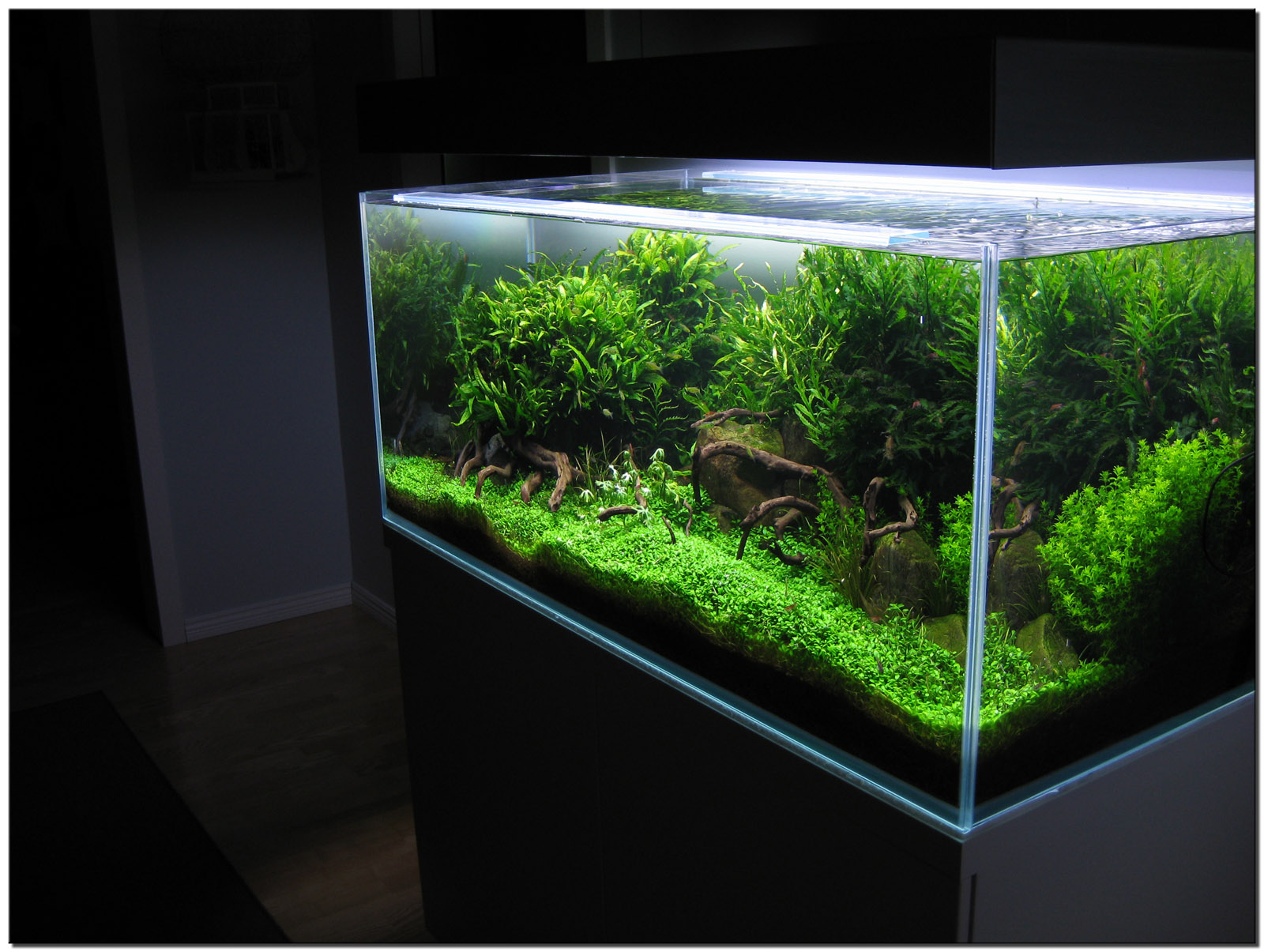 Aquascape of the Month August 2009: \u0026quot;Wakrubau\u0026quot;  AquaScaping World Forum