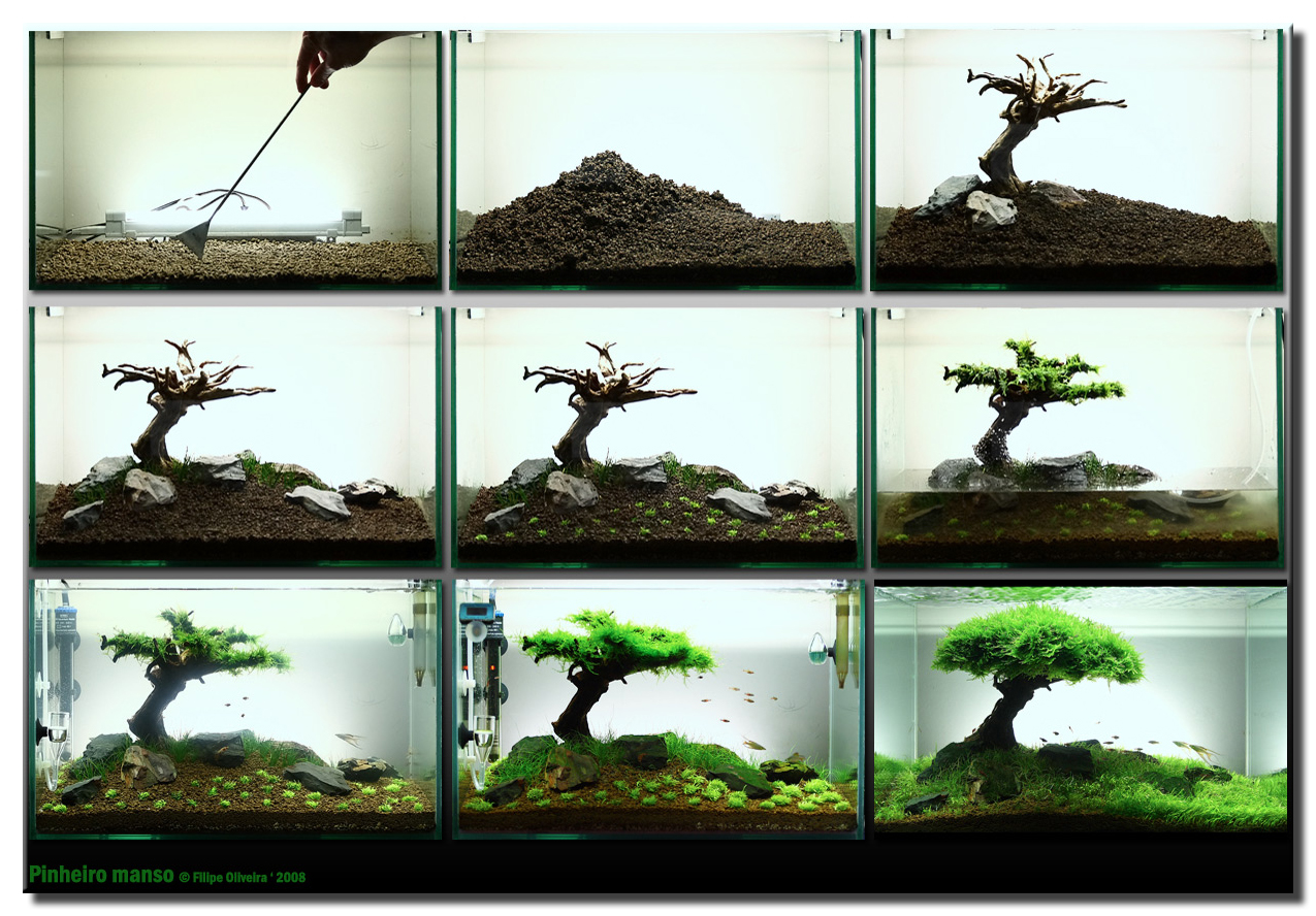 Aquascape Tree Step by Step