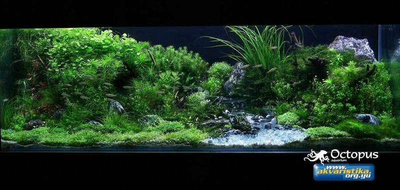 Well Planted Aquarium