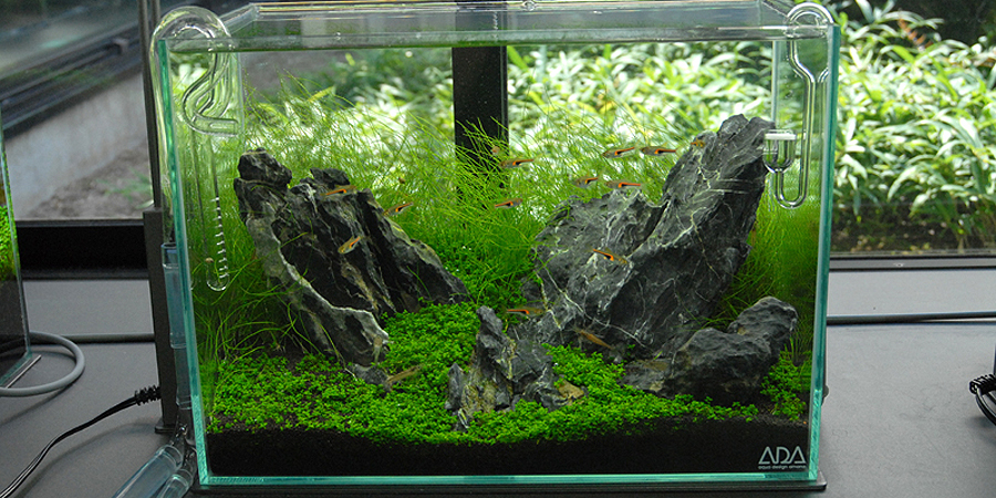 Need Help With Mini M Fish Aquascaping World Forum