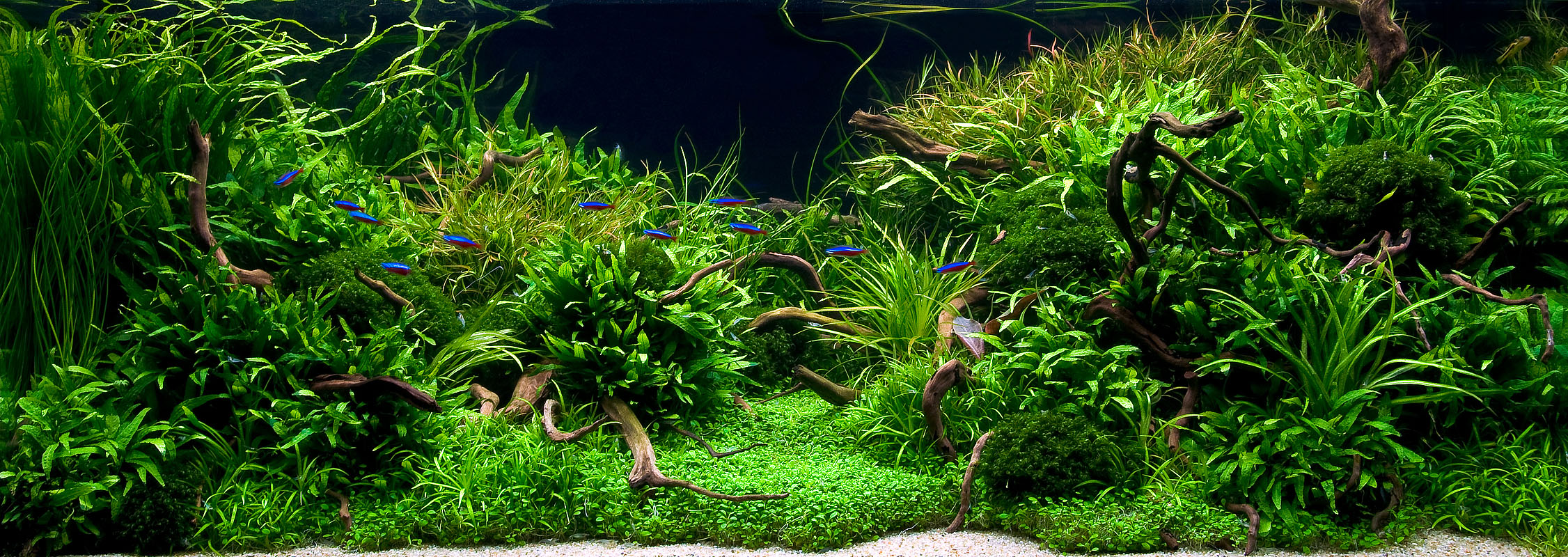 July 2010 Aquascape of the Month: \u0026quot;Anyplace Anytime.\u0026quot;  AquaScaping World Forum