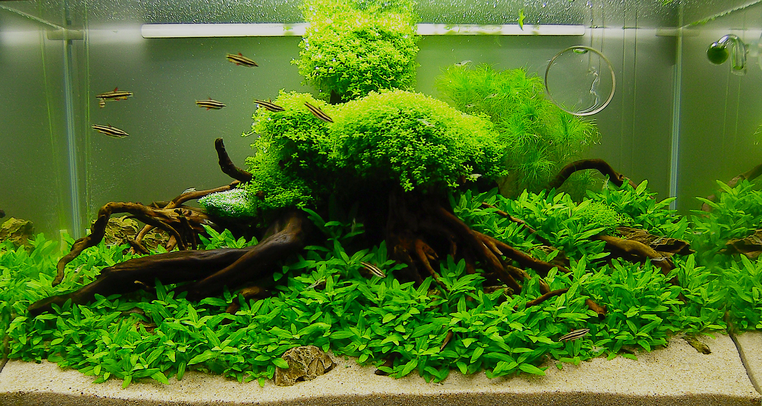 July 2010 Aquascape of the Month: \u0026quot;Anyplace Anytime.\u0026quot;  AquaScaping World Forum