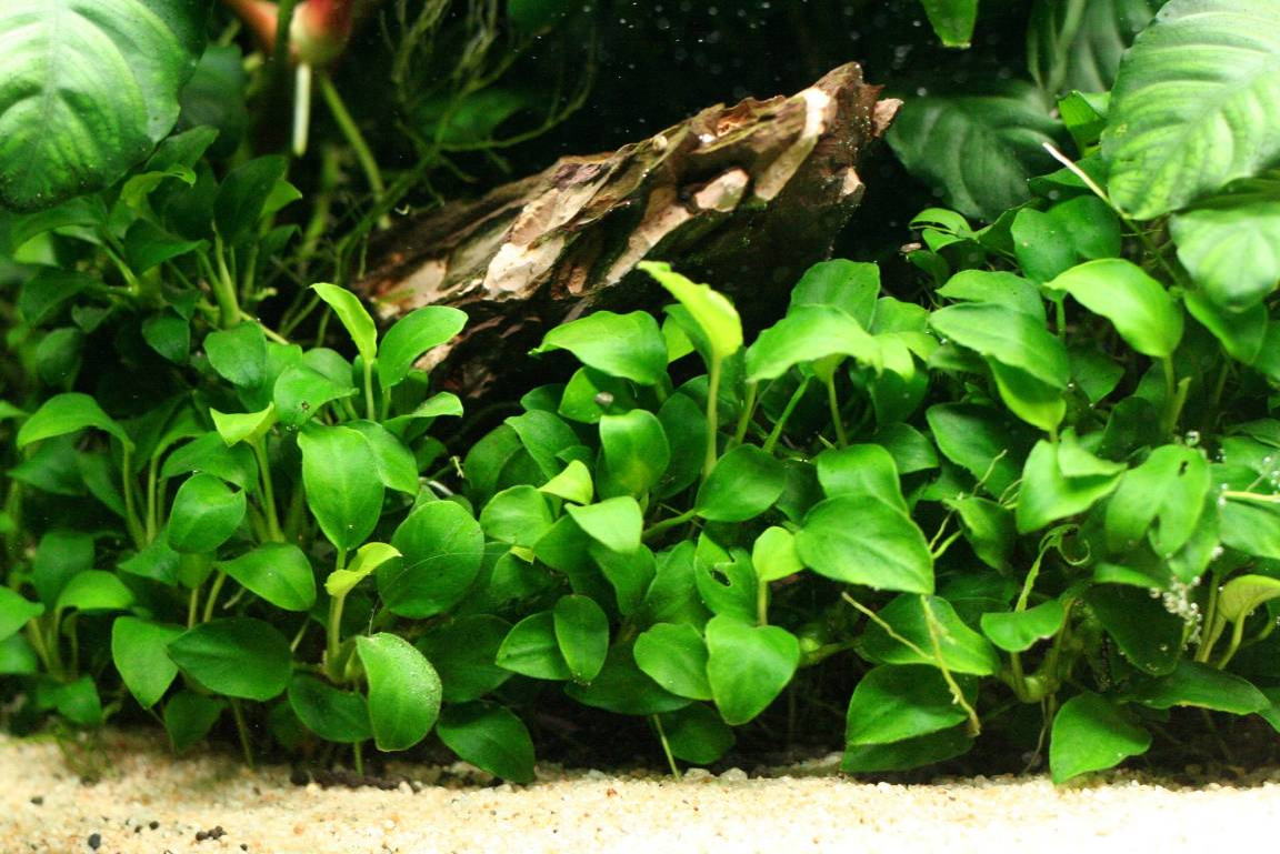  Aquascape Termahal Membuat Aquascape Tanpa CO2 Hobi Mahal 