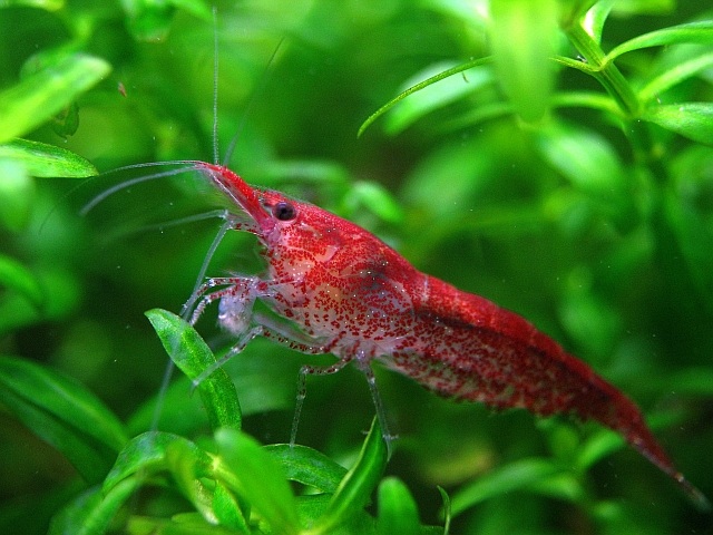 cherry%20shrimp.jpg