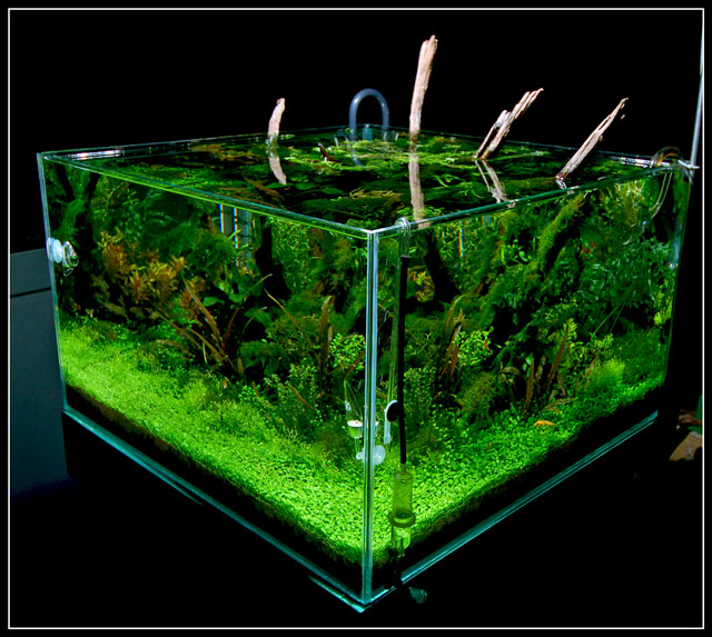 http://www.aquascapingworld.com/images/cube%20aquascape%20lpt.jpg