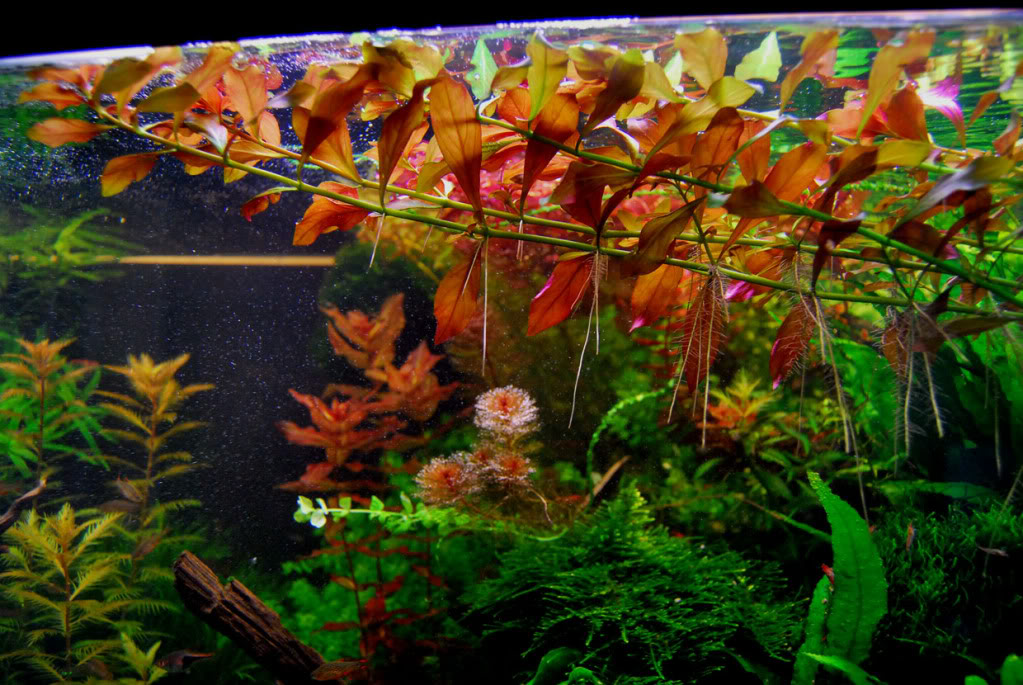ludwigia_palustris.jpg
