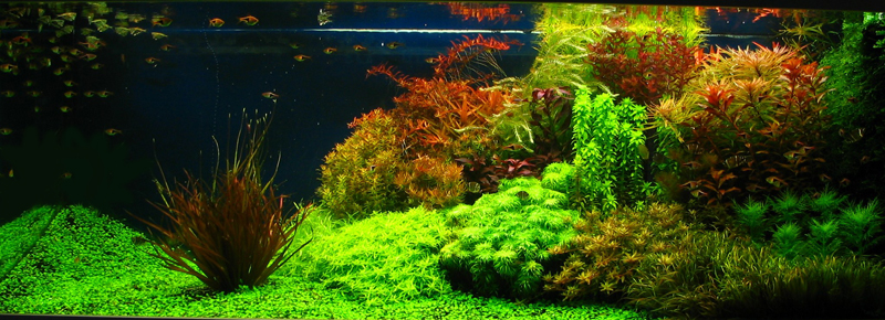 Hasil gambar untuk aquascape dutch style