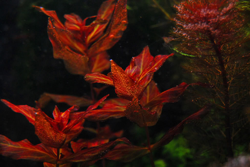 Ротала макрандра. Ротала макрандра (Rotala macrandra). Ротала макранда ред. Ротала макрандра красная. Ротала макрандра тигр.